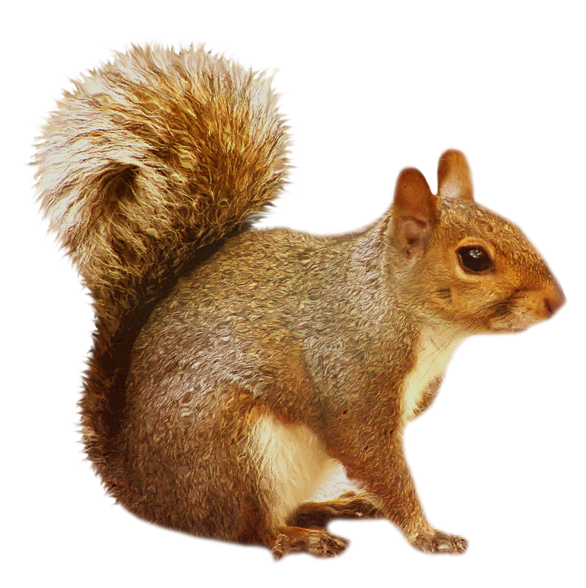 squirrel