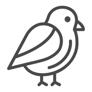 grey bird