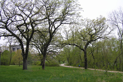 Willow Creek Woods – Lakeshore Nature Preserve – UW–Madison