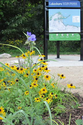 Purple and yellow wildflowers bloom in front of the informational kiosk at the Frautschi Point entrance.