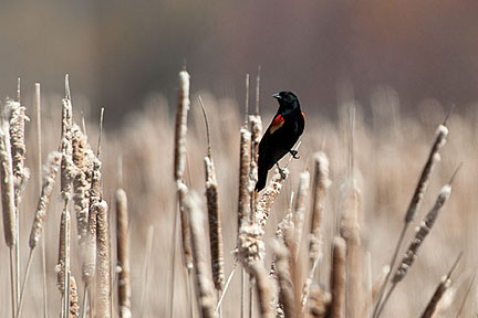 A red-winged blackbird perches on a cattail in the Class of 1918 Marsh.