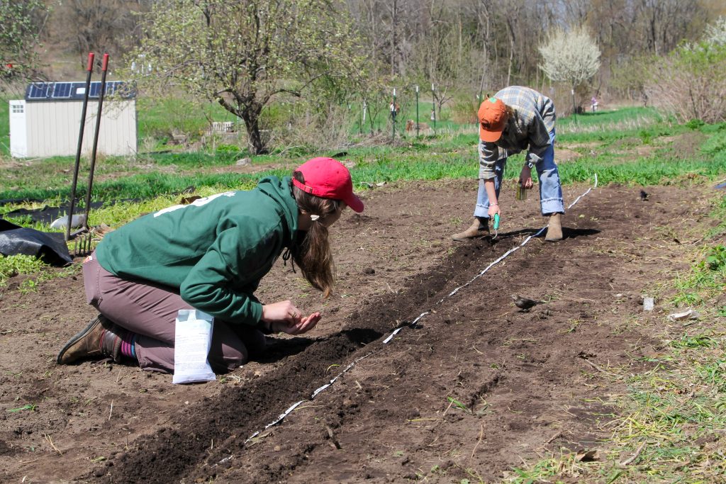 Two people working on a farm, crouched near a planted row in the soil. One person is wearing a red hat, and tools are visible in the background.