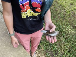 A volunteer gently holds a small bird in their hand after a fatal window collision.