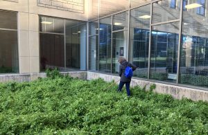 a person in a dark coat and blue backpack walks through foliage beside reflective windows
