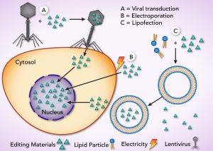 Cellular Figure