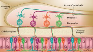 Olfactory Bulb