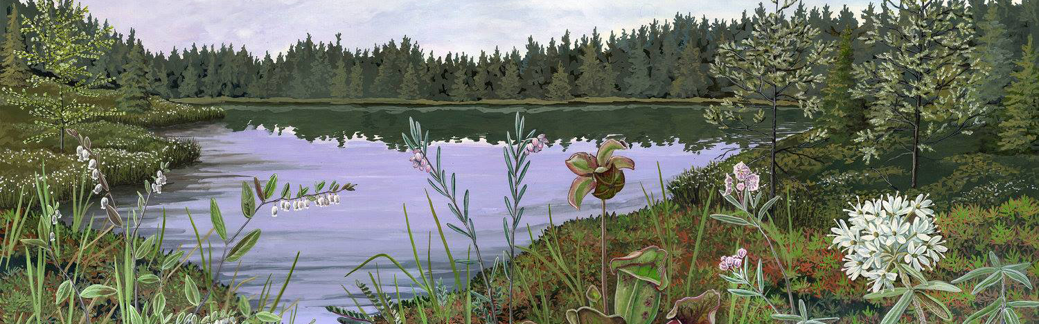 Painting inspired by Crystal Bog highlighting plant species. Artist Rebecca Jabs