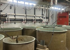 Photo taken in basement of Water Science Engineering Lab of holding tanks, some full of water, for fish research.