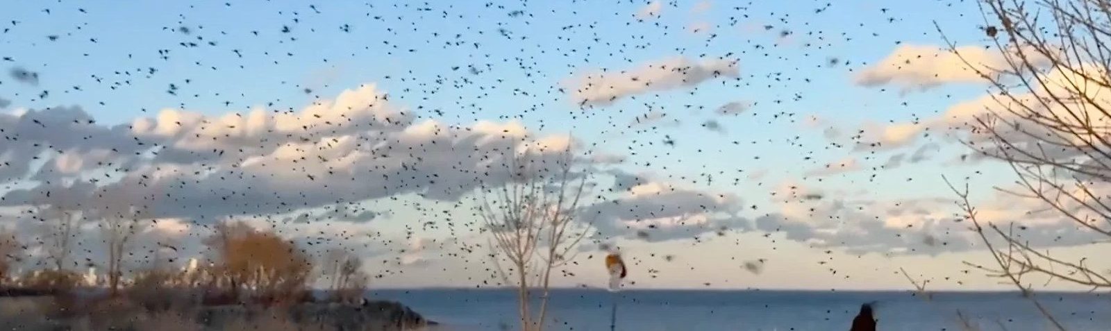 Swarm of midges in blue sky over lake