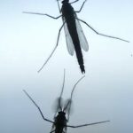 Closeup of 2 midges showing legs, body, wings, and antennae.
