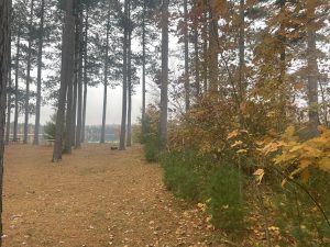 Foggy day with pine needles on ground, lake in far background with tall trees and brush