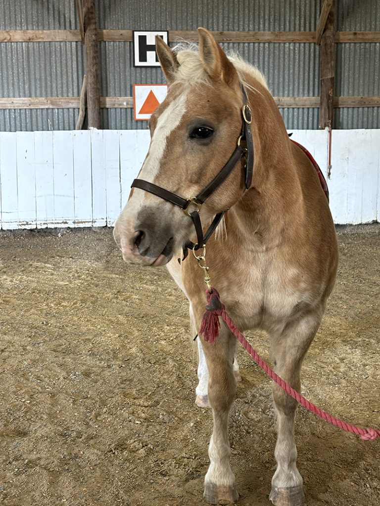 Knox, horse from Three Gaits