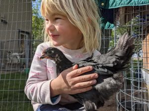 Felix Benton with chicken