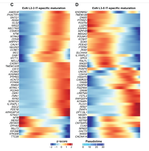 Changes in gene expression over time