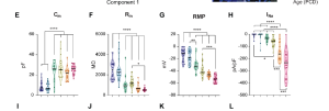 The four graphs showcase the different maturation trajectories of four different electrophysiological traits over time.