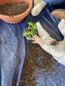 Families planting garden herbs at PKU event