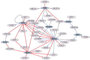 A depiction of how some of the genes found in the study interact with and influence one another.