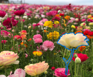 Flower garden with a single flower outlined in blue