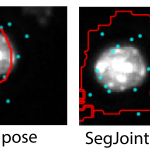 examples of cell segmentation results using four different software